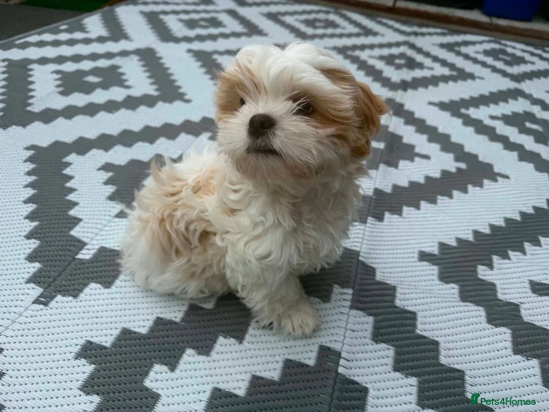 Malshi dogs for sale: Male Malshi - Advert 2