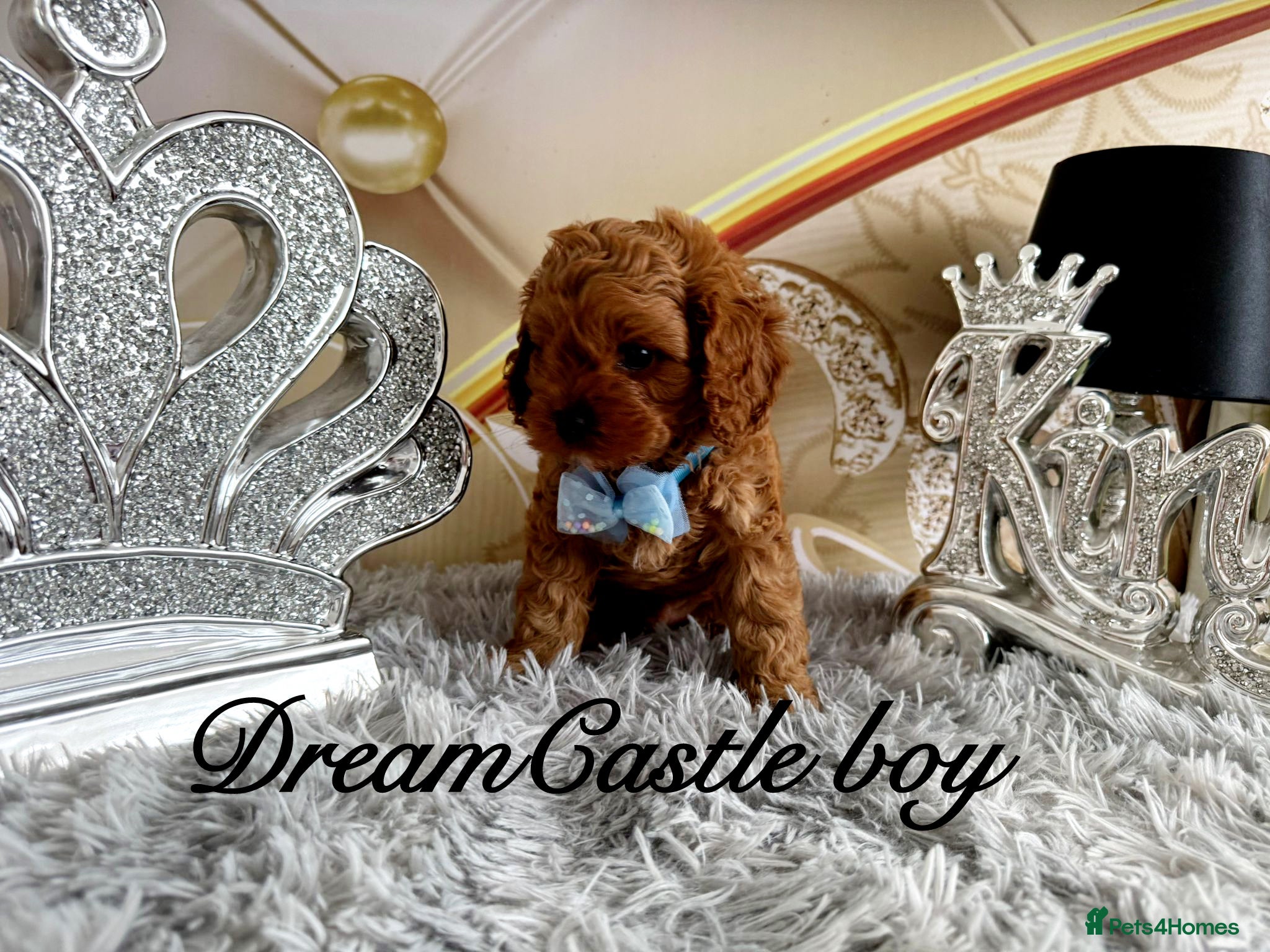 Cavapoo dogs Ready now Last boy Asian teddy poodle dad  - Advert 1