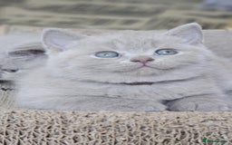 British Shorthair cats for sale: LAST GCCF British Shorthair Kittens Champion - Image 10