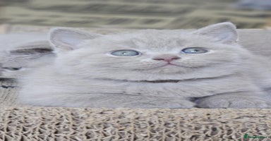 British Shorthair cats - Advert 12
