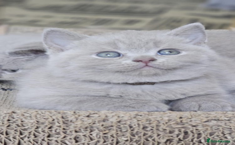 British Shorthair cats - Advert 13