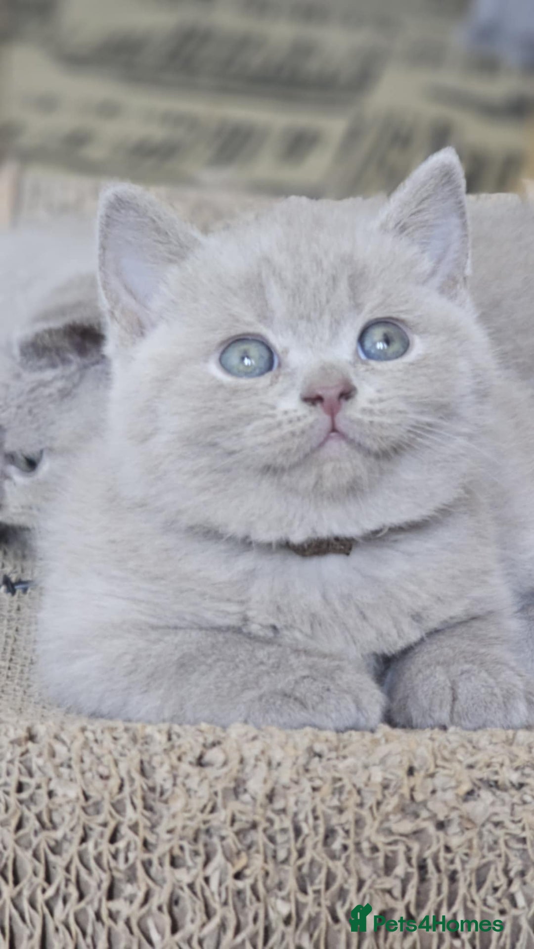 British Shorthair cats for sale: LAST GCCF British Shorthair Kittens Champion - Image 10