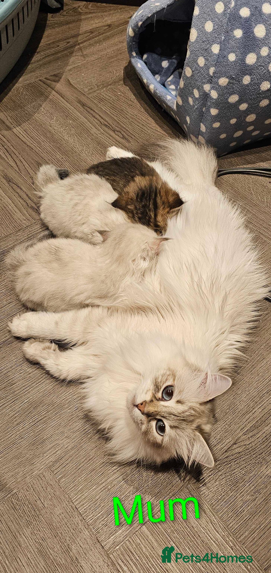 Siberian cats for sale: Purebred Siberian Kittens - GREAT for ALLERGY - Advert 8