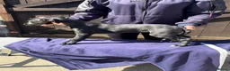 Mixed Breed dogs for sale: Lurcher Pups - Advert 9