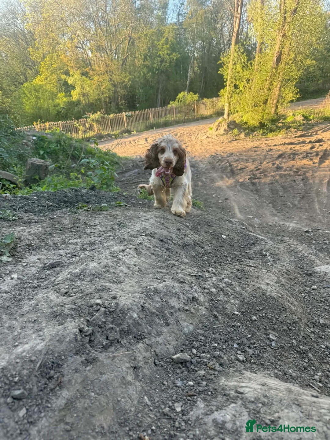 Cocker Spaniel dogs for stud: Stunning show cocker stud boy  - Advert 2