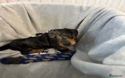 Miniature Dachshund dogs for sale: Stunning miniature dachshund puppies  - Image 14