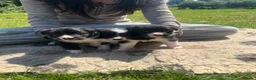 Border Collie dogs for sale: 5 Border Collie Puppies in Malton - Advert 3
