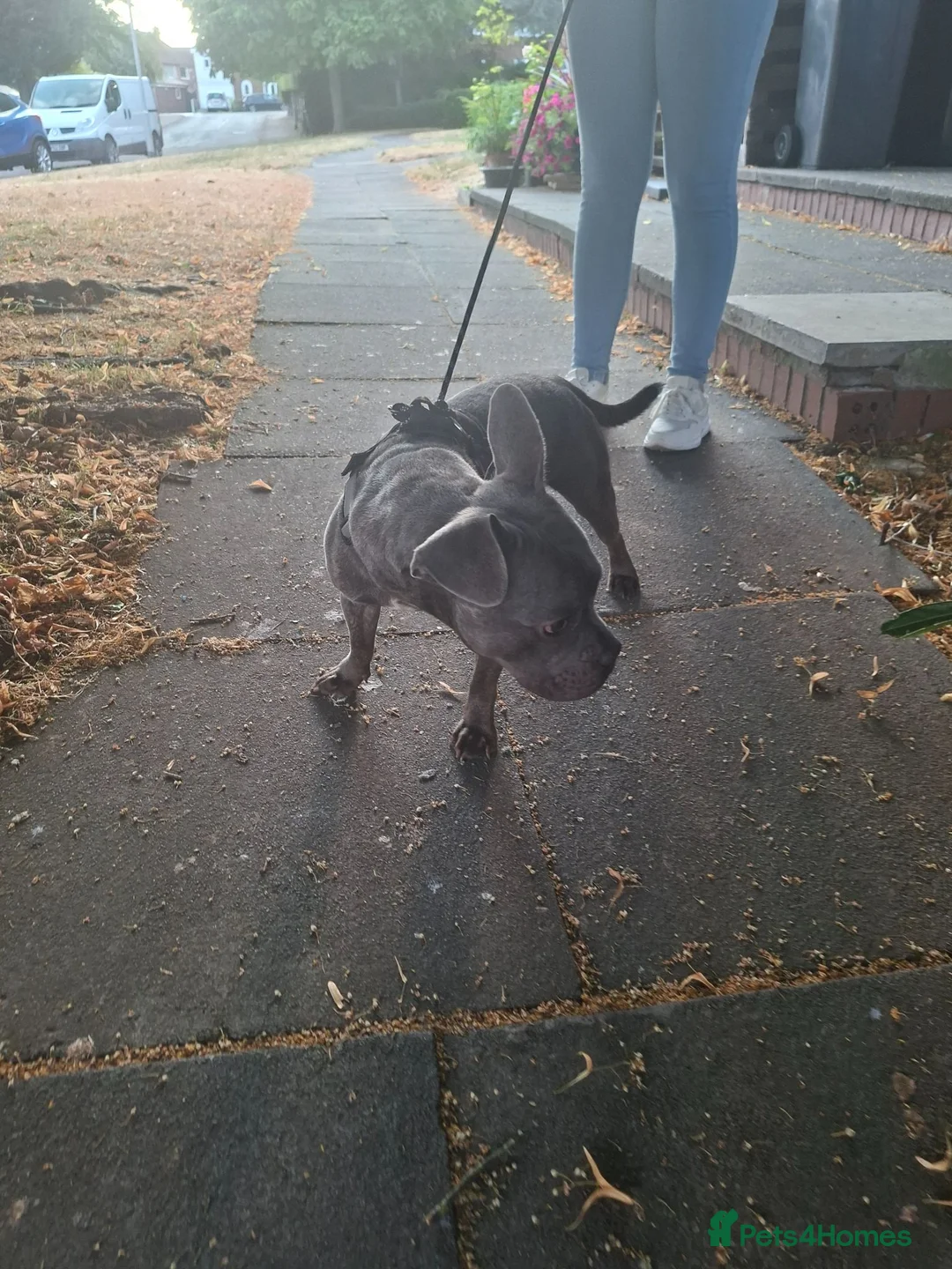 Mixed Breed dogs for sale: Staffy x French Bulldog  in Nottingham - Advert 2