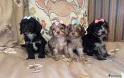 Cockapoo dogs for sale: Miniature toy poodle cockapoos available soon ❤️ - Image 14