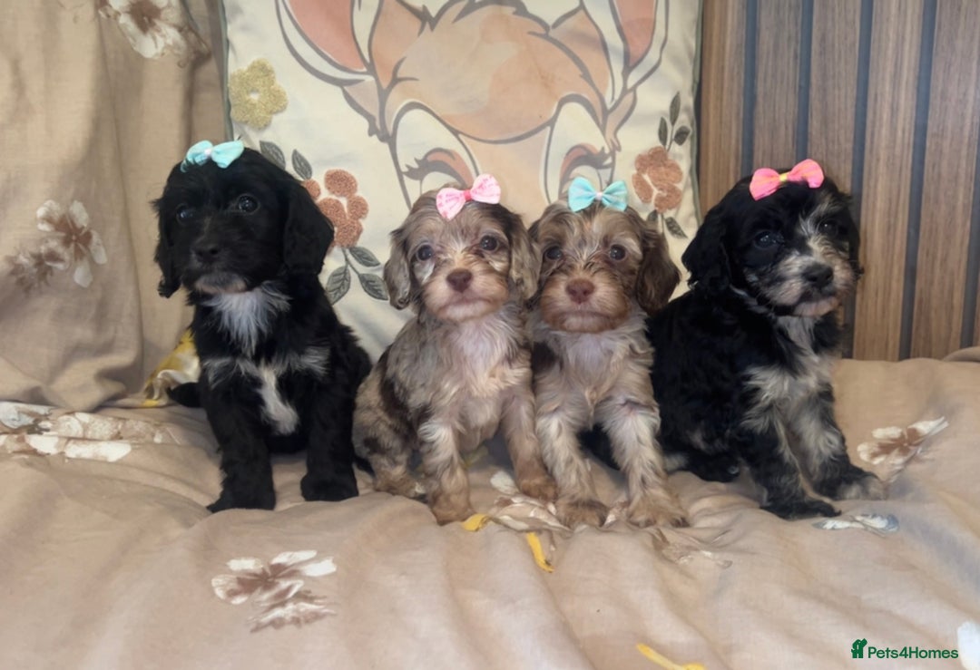 Cockapoo dogs for sale: Miniature toy poodle cockapoos available soon ❤️ - Image 14