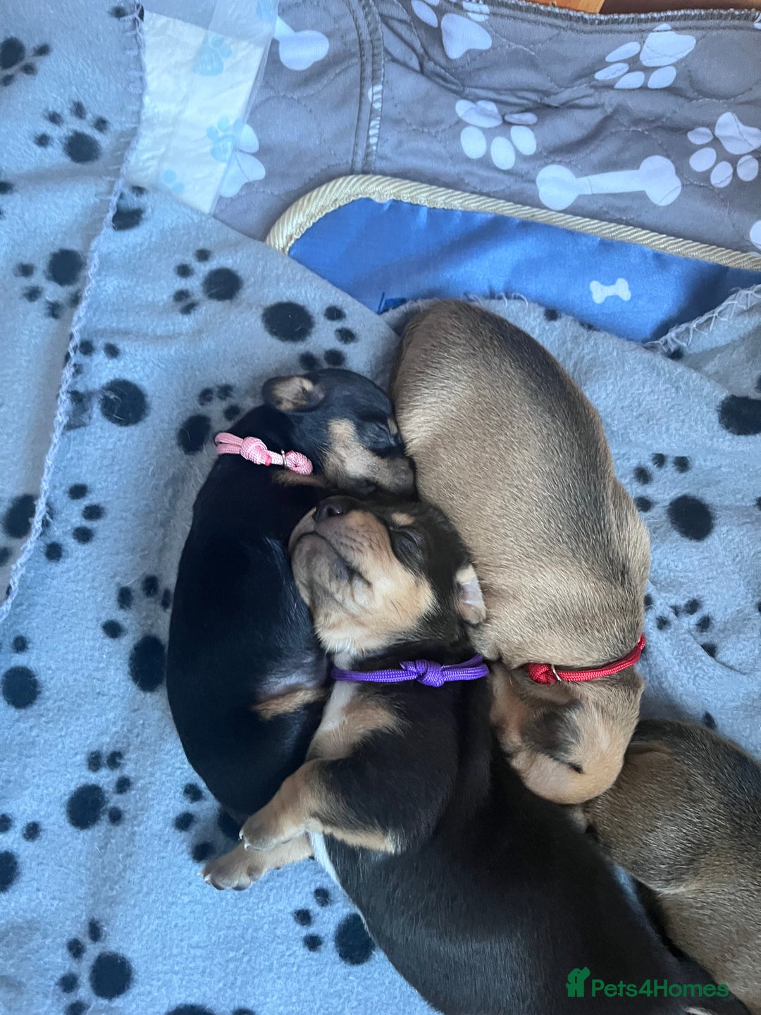 Mixed Breed dogs for sale: 5 Jack Russell x miniature dashound puppies £800 - Image 22