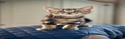 Mixed Breed cats for sale: Gorgeous silver & black tabby kitten needs love.  - Advert 3