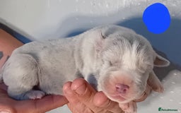 Mixed Breed dogs for sale: Taylors Minidane (Bulldane) Pups Available  - Image 22