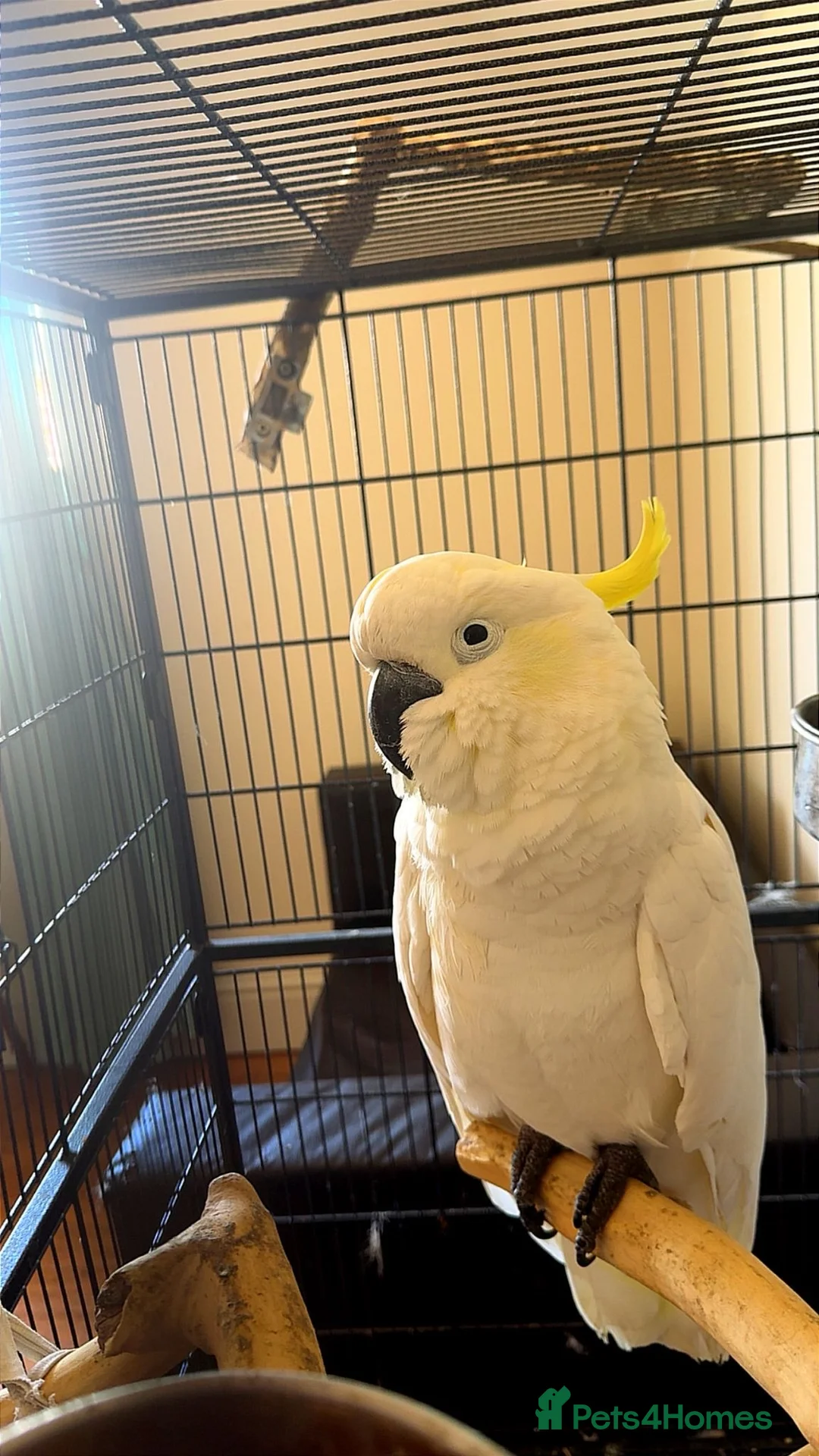 Cockatoo birds for sale: Sulphur crested cockatoo in Nottingham  in Nottingham - Advert 1