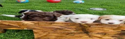 Cockapoo dogs for sale: cockerpoo puppies  - Advert 3