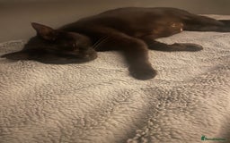 Mixed Breed cats for sale: 3 kittens - Image 4