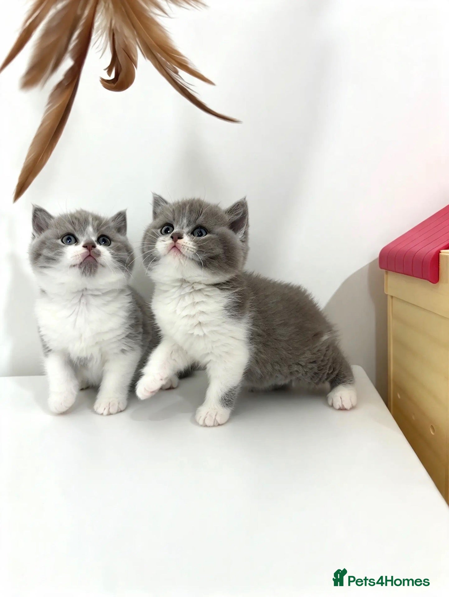 British Shorthair cats British shorthair kittens  - Advert 1