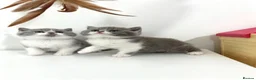 British Shorthair cats for sale: British shorthair kittens  - Advert 2