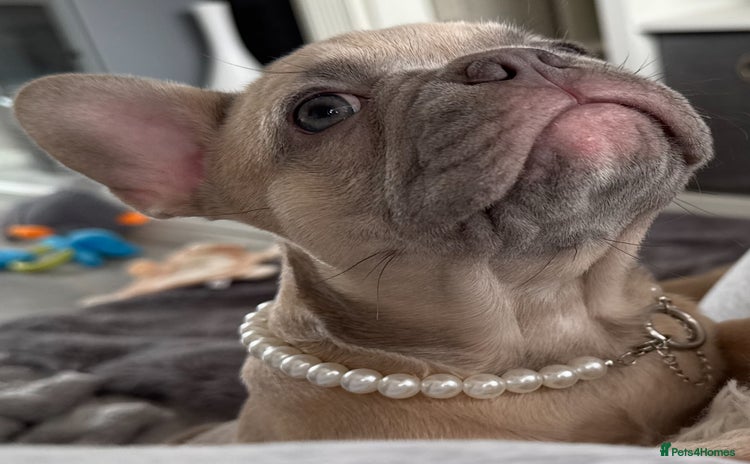 French Bulldog dogs - Advert 16