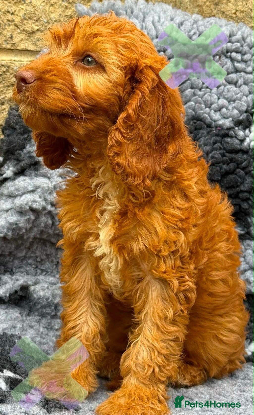 Cockapoo dogs F1 mini cockapoos 30 dna health tested clr - Advert 2