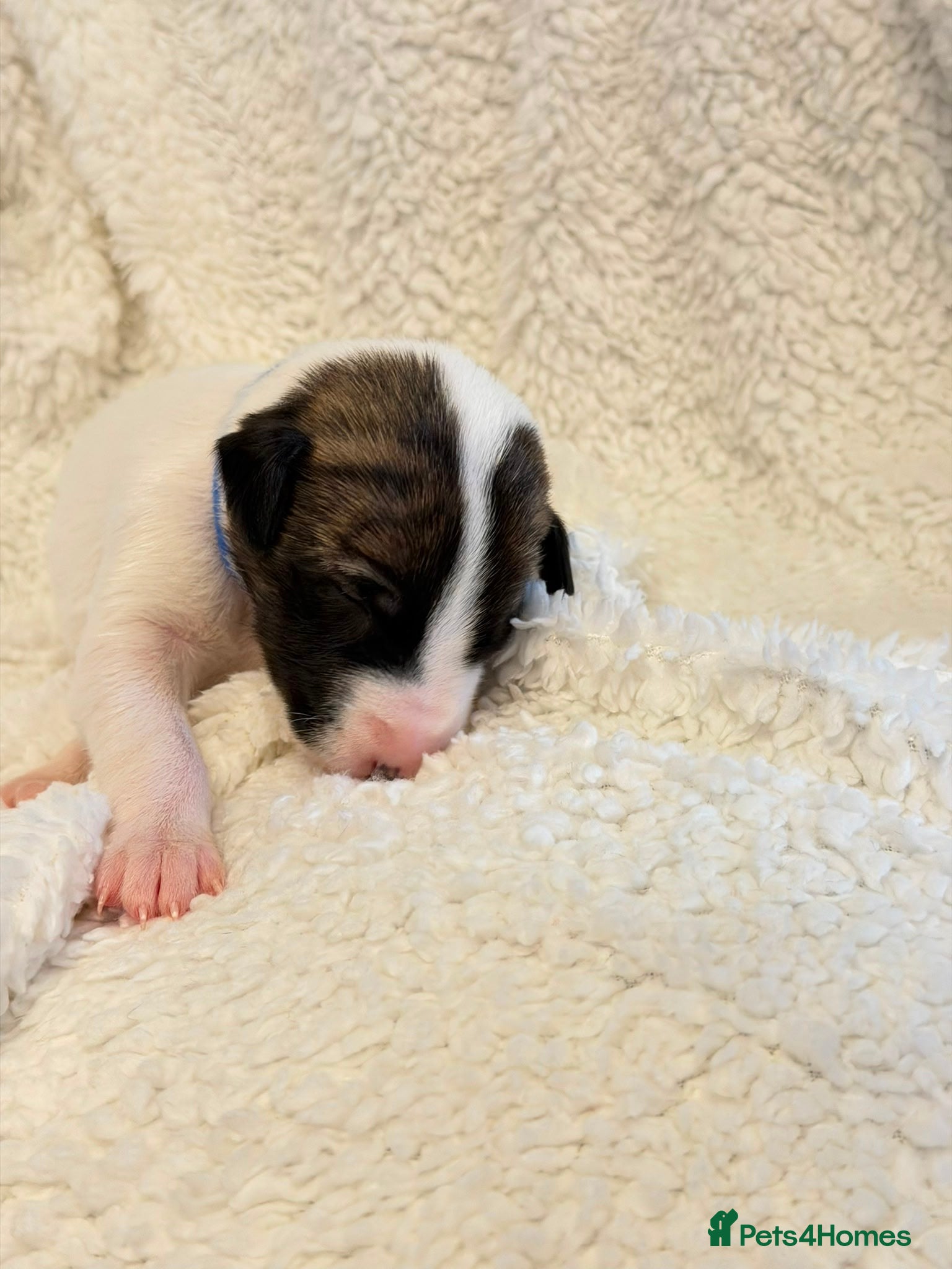 Whippet dogs for sale: Stunning pedigree whippets puppies  - Advert 11