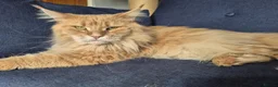 Maine Coon cats for sale: Maine coon GCCF registered - Advert 4