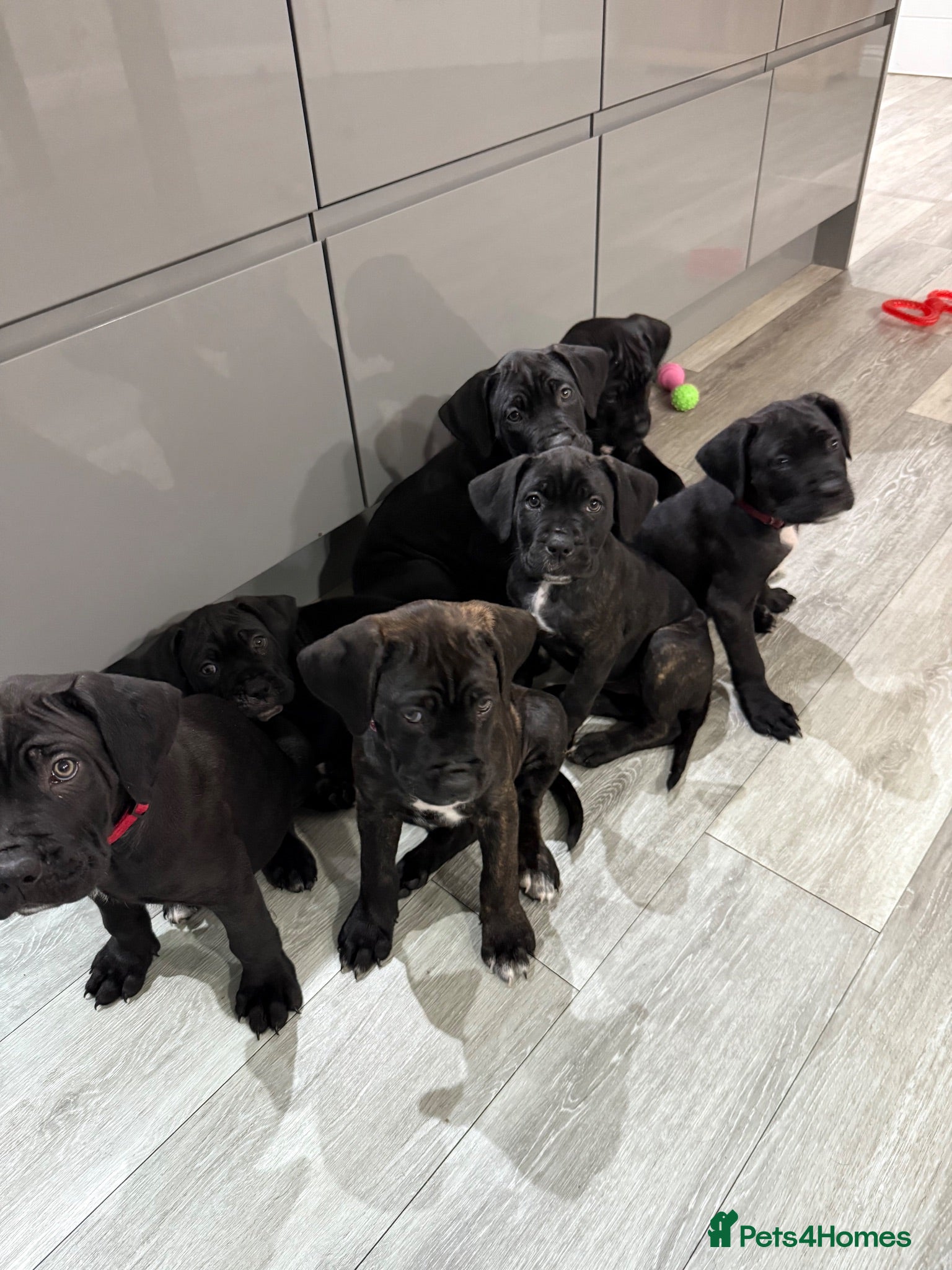 Cane Corso dogs Cane corso puppies - Advert 2