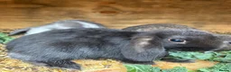 Mini Lop rabbits for sale: Baby mini lops / lion lops - Advert 4