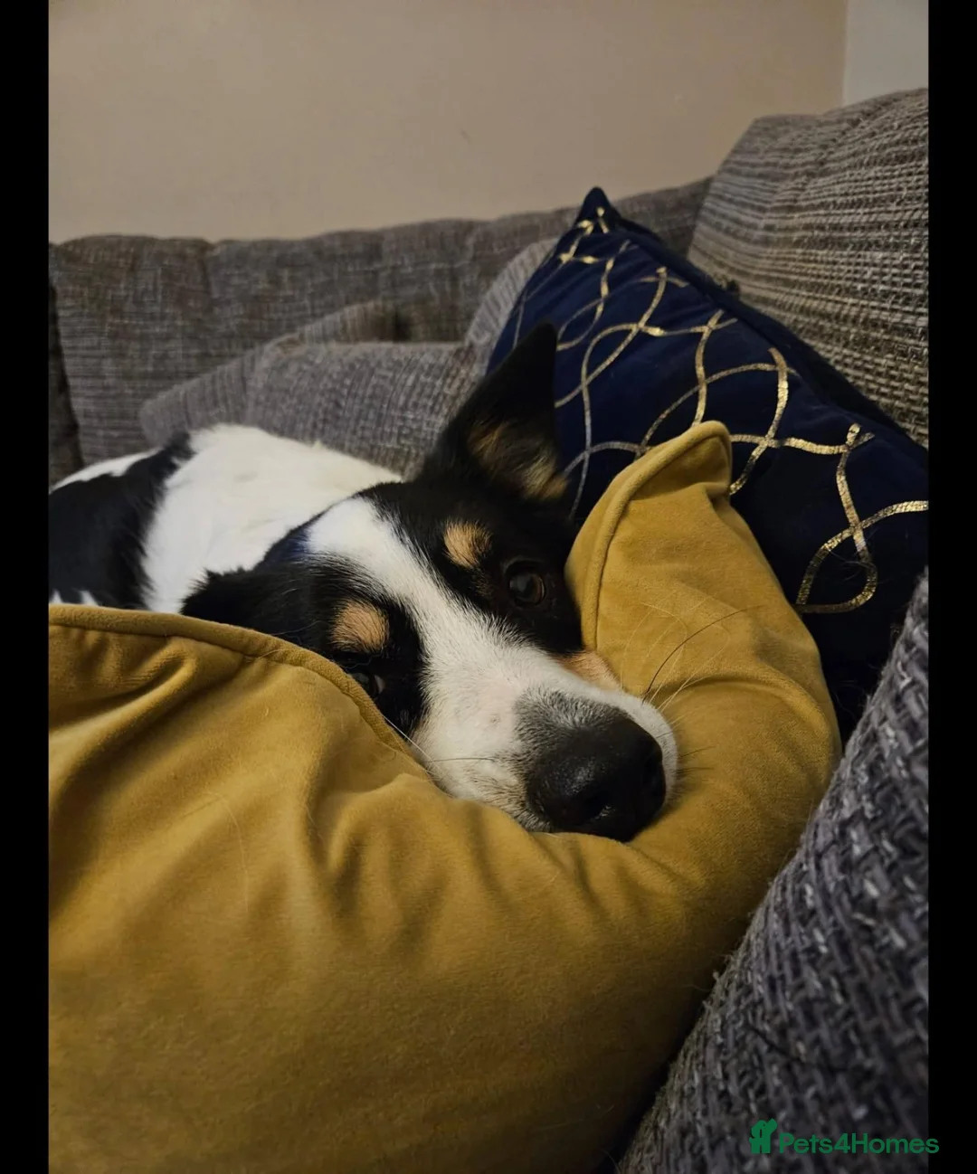Mixed Breed dogs for adoption: Meet Loki, currently residing in Middlesbrough  in Middlesbrough - Advert 10