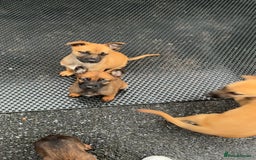 German Shepherd dogs for sale: Belgian Malinois  - Image 8