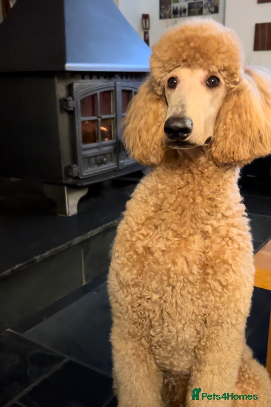 Standard Poodle dogs for stud: DNA & Hip scored KC reg Standard Poodle for Stud in Welshpool - Advert 4