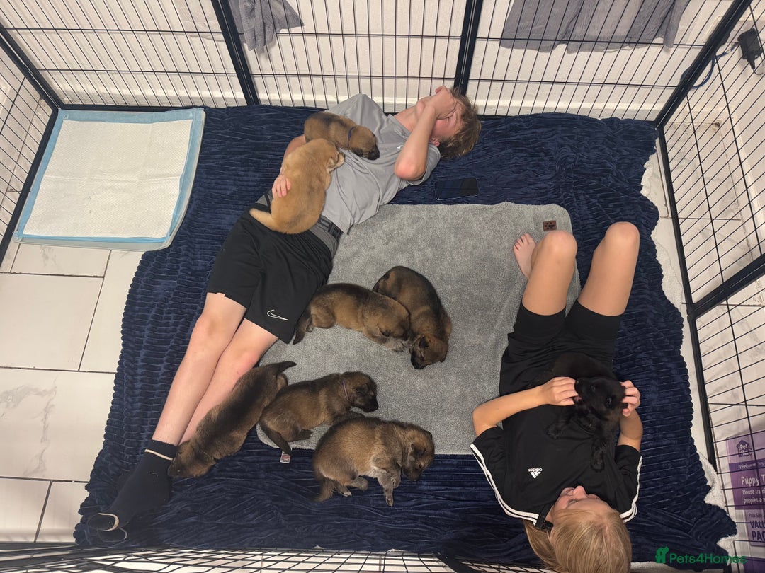 German Shepherd dogs for sale: German Shepherd Puppies  - Image 39