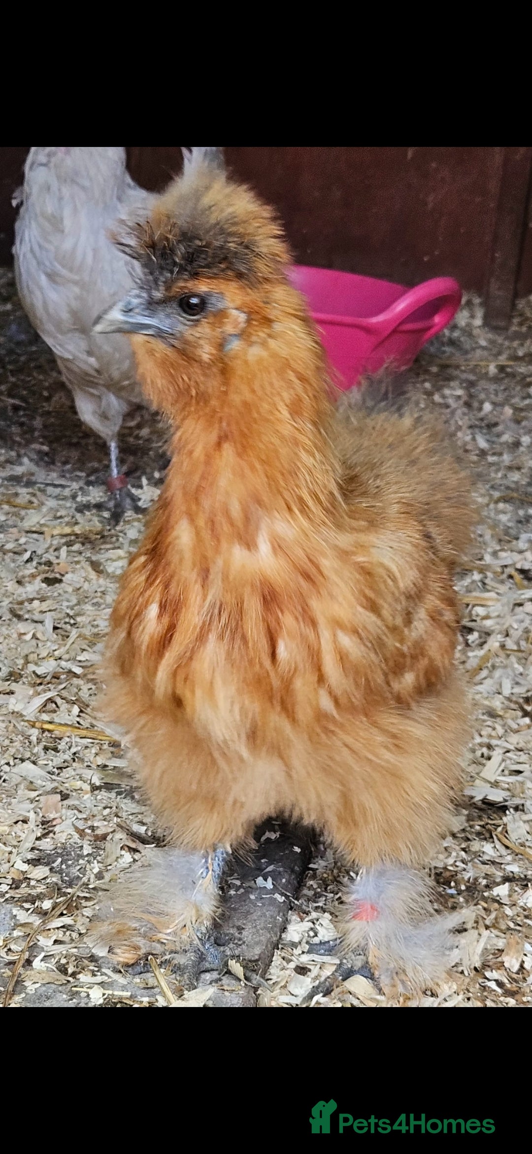Chickens poultry for sale: Silkie hens. Must go together. Four in total.  - Image 8