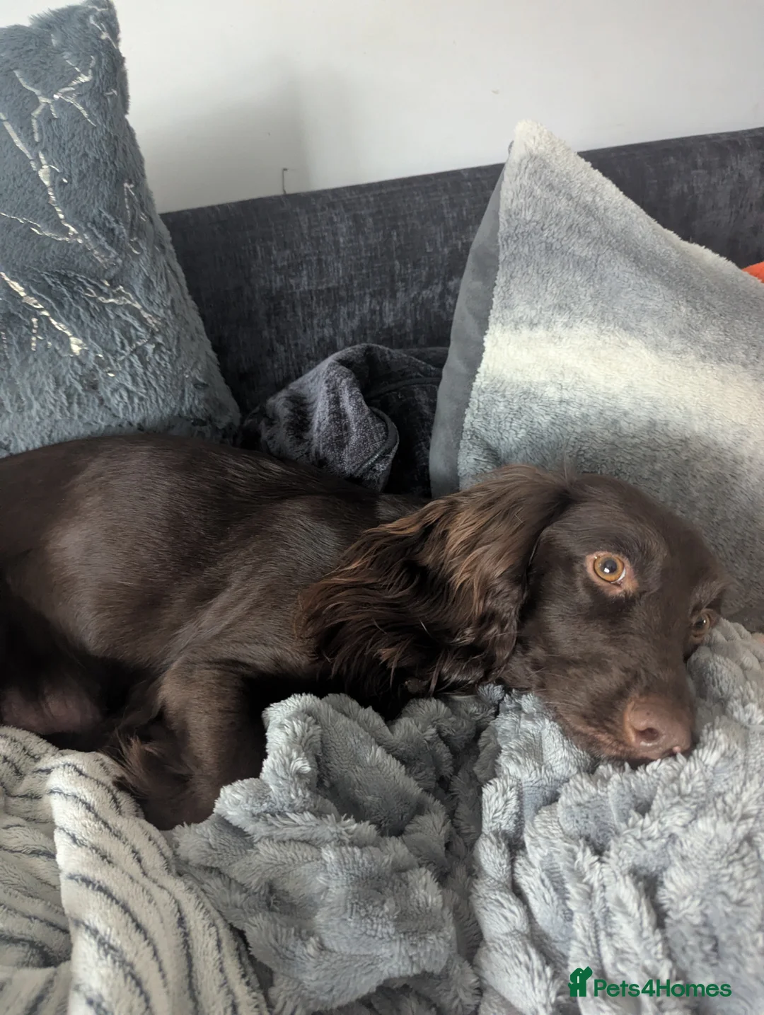 Cocker Spaniel dogs for sale: Cocker spaniel  - Advert 7