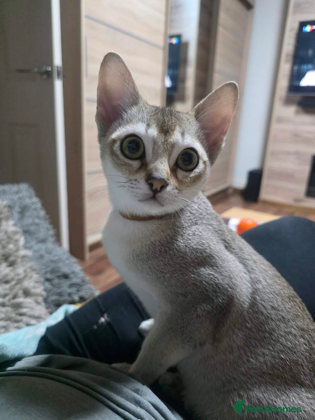 Singapura cats for sale: Stunning Singapura kittens  - Advert 39