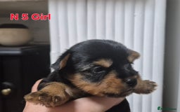 Biewer Terrier dogs for sale: Yorkshire Biewier terrier  - Advert 16