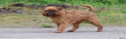 Griffon Bruxellois dogs for stud: Griffon male available for stud, KC proven - Advert 3