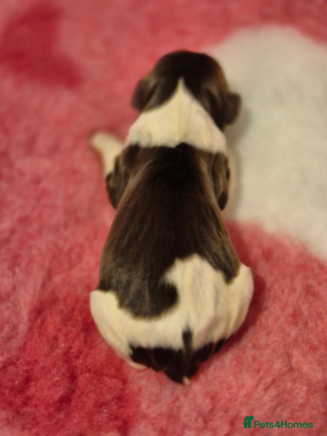 English Springer Spaniel dogs for sale:  Beautiful Liver & White Springer Spaniels - Advert 18