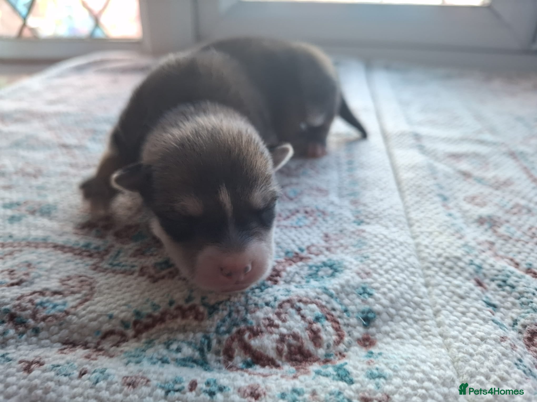 Pomsky dogs for sale: Beautiful Pomsky Puppies 3 Girls & 1 Boy Available in Carlisle - Advert 5