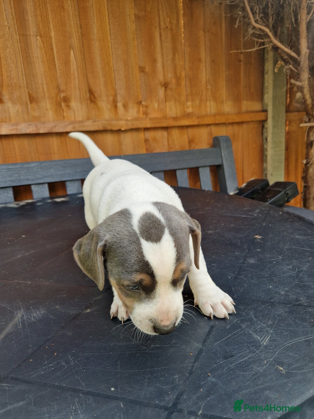 Jack Russell dogs for sale: Pure Jack Russells Rare colored  - Image 11