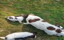English Springer Spaniel dogs for sale: English springer spaniels  - Image 17