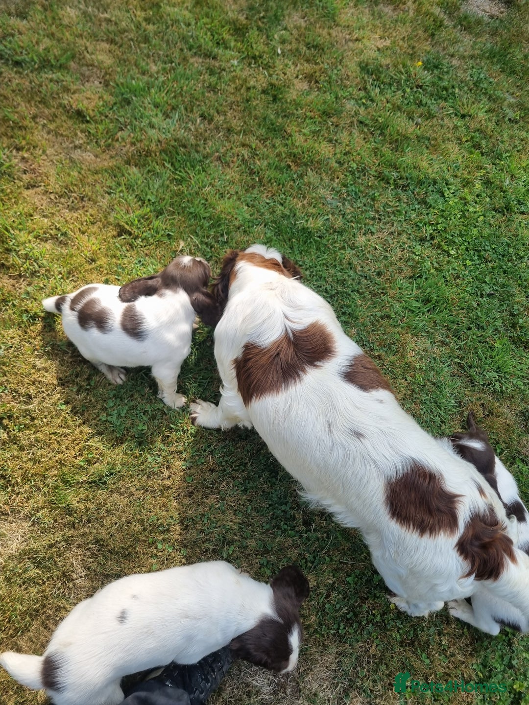 English Springer Spaniel dogs for sale: English springer spaniels  - Image 17