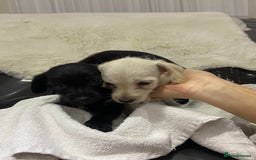 Jackapoo dogs for sale: Jackapoo pups for sale - Advert 6