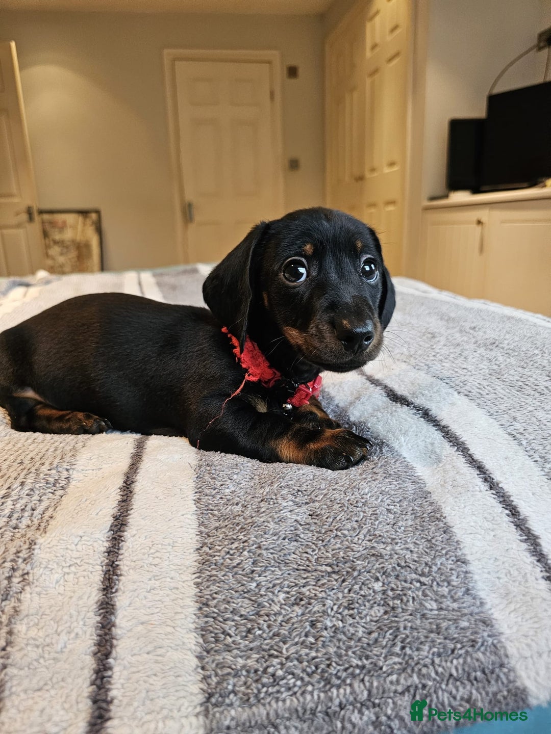 Dachshund dogs for sale: Gorgeous pure bred miniature dachshunds  - Image 7