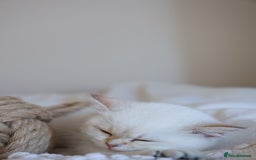 British Shorthair cats for sale: TICA British Shorthair Kittens Champion bloodline in Bedford - Image 17
