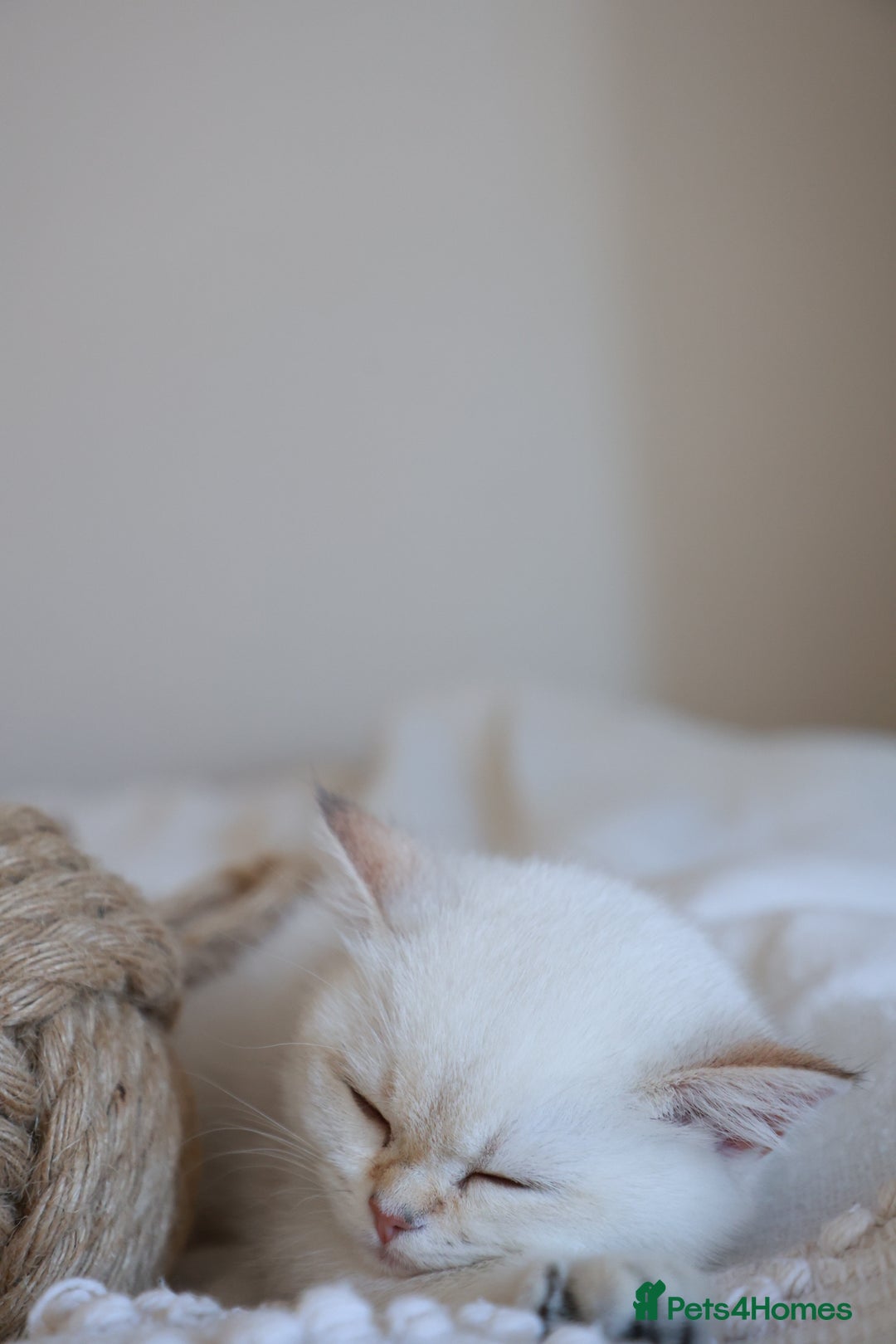 British Shorthair cats for sale: TICA British Shorthair Kittens Champion bloodline in Bedford - Image 17