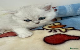 British Shorthair cats for sale: GCCF 🏆 British shorthair kitten🏆 - Image 11