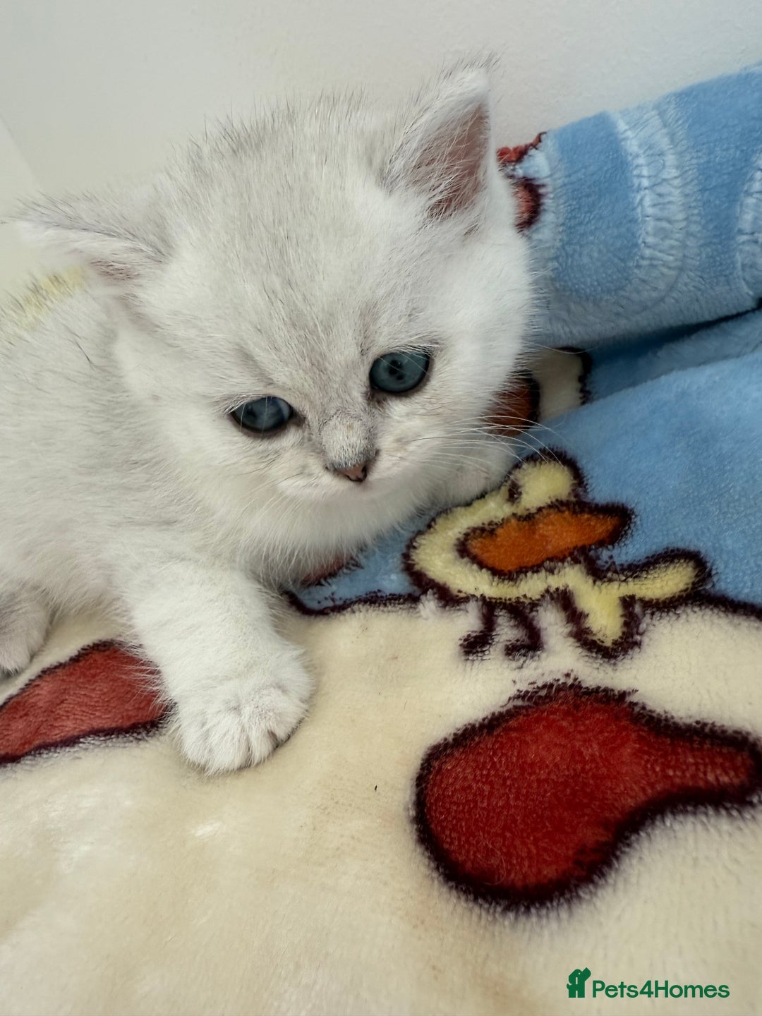 British Shorthair cats for sale: GCCF 🏆 British shorthair kitten🏆 - Image 11