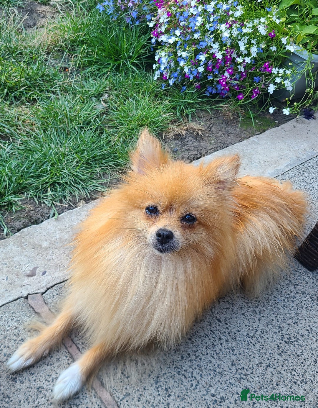 Pomeranian dogs for sale: Gorgeous litter of pomeranian puppies💙💖 - Image 6
