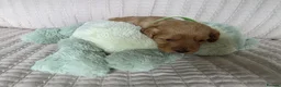 Cockapoo dogs for sale: Golden Cockapoo Puppies - Advert 3